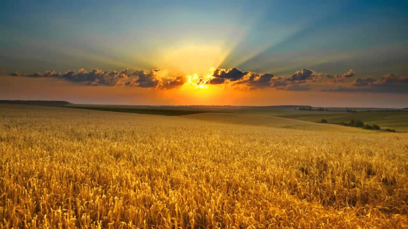 Аграрии Оренбуржья обмолотили почти треть площадей зерновых и зернобобовых культур
