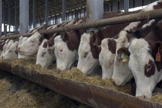 Поголовье мясного скота увеличилось на 59,6%