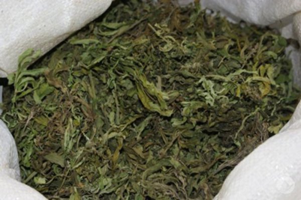 В Соль-Илецком городском округе у местного жителя изъяли марихуану