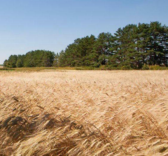 В Оренбуржье удвоили план по экспорту продукции АПК по итогам прошлого года