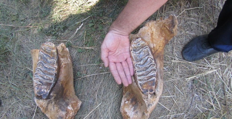 В Оренбуржье нашли останки мамонтенка