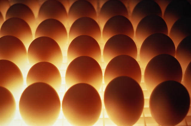 Куриное яйцо станет биржевым товаром?