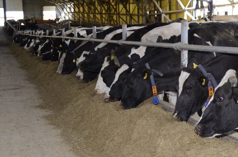 В Оренбуржье в сутки производят почти полтысячи тонн молока 