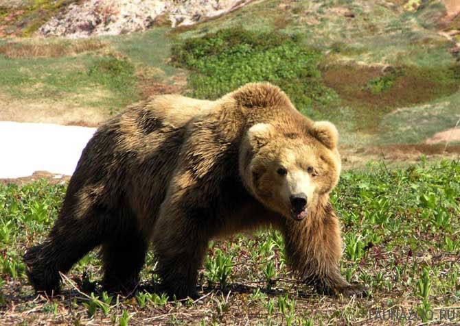 Голодные медведи атакуют Оренбургскую область