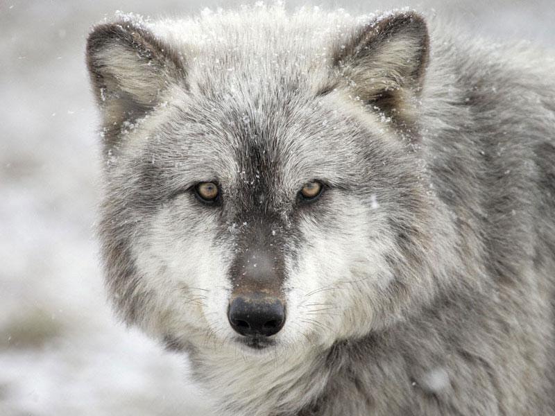 32 мертвых волка возвращены в Казахстан