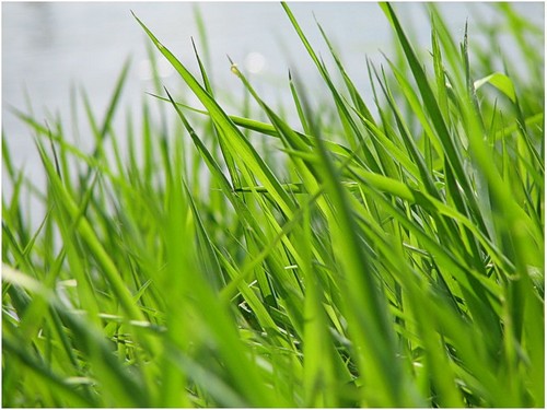 В Оренбурге выдано 500 уведомлений за нескошенную траву