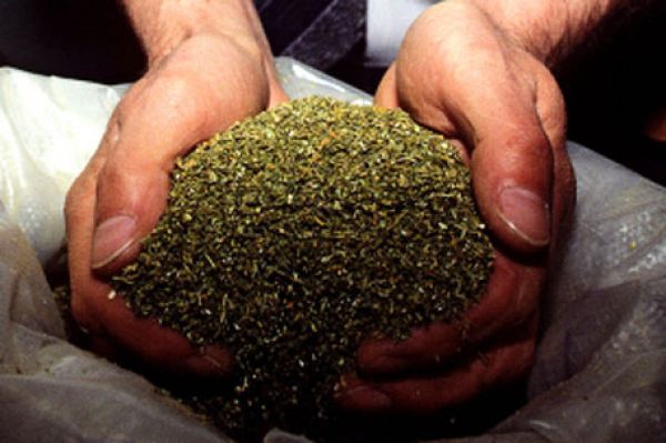 У оренбуржцев изъяли более 400 граммов марихуаны