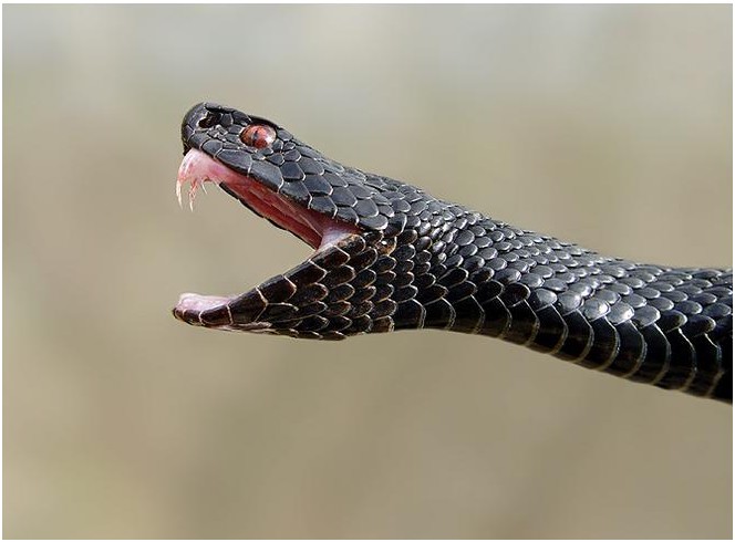 В Оренбуржье на женщину напала змея