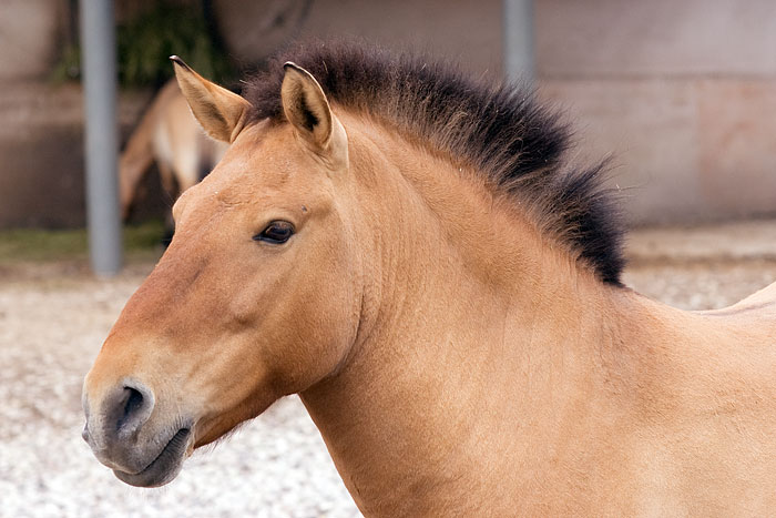 Лошадь Пржевальского появится в степях Оренбуржья следующей весной