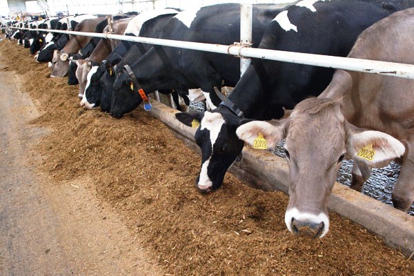 Оренбургские молочные фермы переходят на новый уровень 