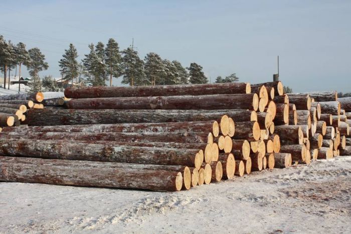В Оренбуржье оценили ущерб от вырубки сосен на 10 миллионов