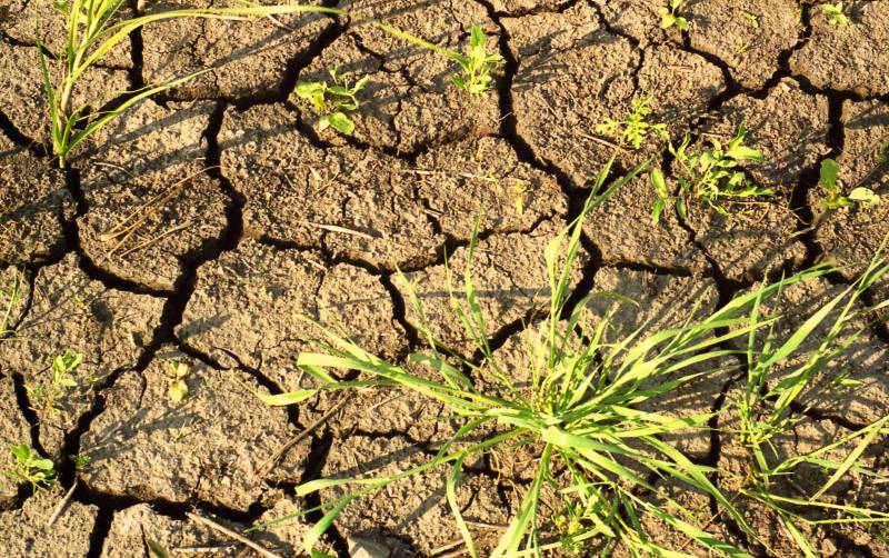  Части районов области угрожает засуха