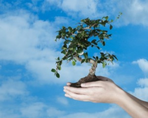 За 2013 год в Оренбуржье посадили восемь миллионов деревьев