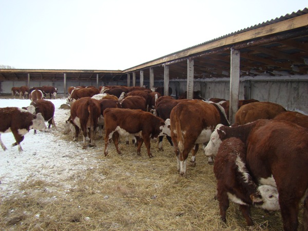 В Оренбуржье второе по численности в России стадо мясного скота