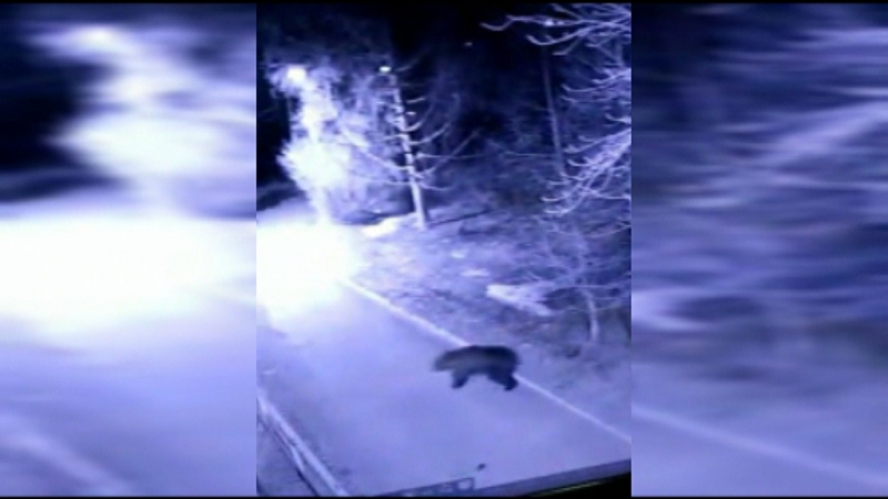 В парке Медногорска ночью гулял медведь