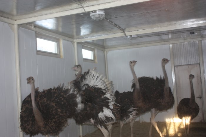 Фермер  из Оренбуржья разводит танцующих страусов
