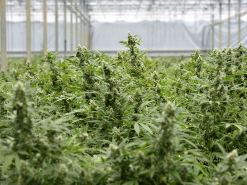 306 растений марихуаны «как с куста»